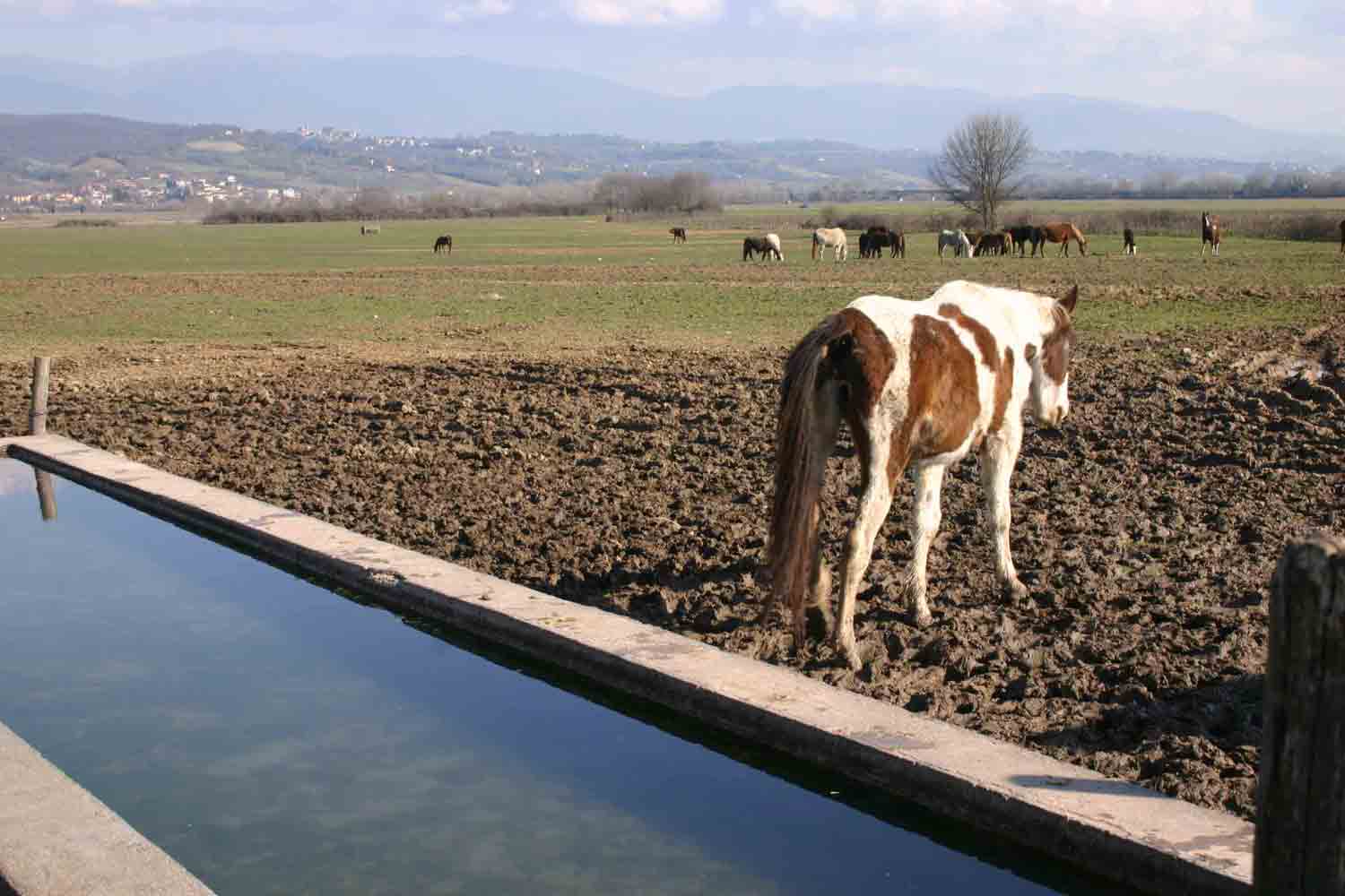 Fontanili del Lazio